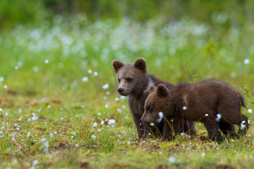 Fototapeta premium Wild brown bears in forest and meadows