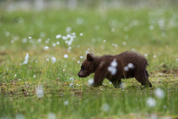 Wild brown bears in forest and meadows