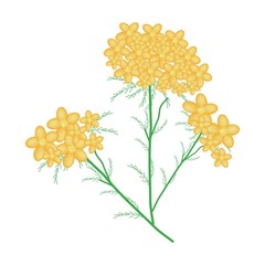Yellow Yarrow or Achillea Millefolium Flowers