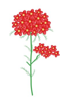 Red Yarrow Flowers or Achillea Millefolium Flowers