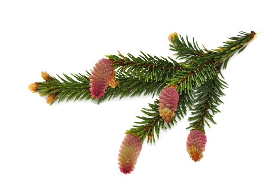Flowering fir tree isolated on white background
