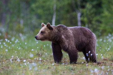 Fototapeta na wymiar Wild brown bears in forest and meadows