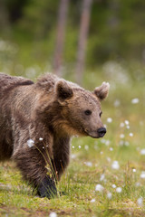 Wild brown bears in forest and meadows