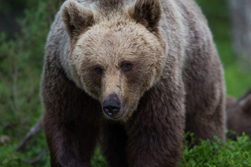 Fototapeta premium Wild brown bears in forest and meadows
