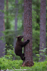 Wild brown bears in forest and meadows