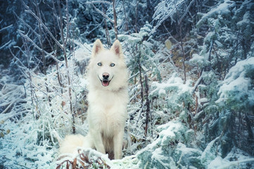 Якутская лайка в зимнем лесу. Yakutian laika in winter forest