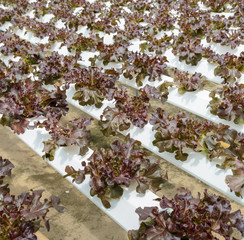 Hydroponic red oak leaf lettuce plantation
