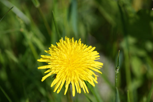 L&ouml;wenzahn