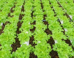 Fototapeta na wymiar Hydroponics green leaf lettuce vegetable