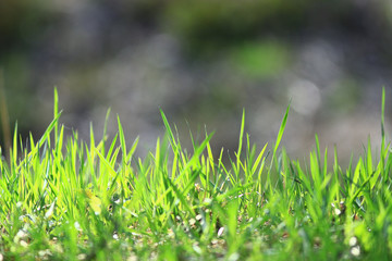 texture of fresh green grass