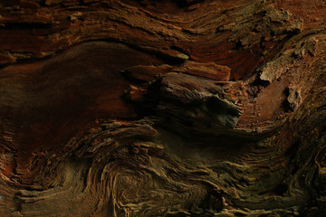 wood background texture old tree