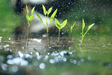 Fotobehang gras dauw regen macro fris groen eco © kichigin19