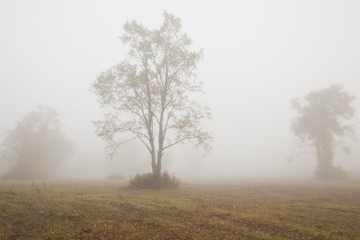 Obraz na płótnie Canvas A foggy autumn morning in Springside Park in the Berkshire Mountains of Western Massachusetts.