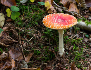 Giftiger Fliegenpilz im Wald