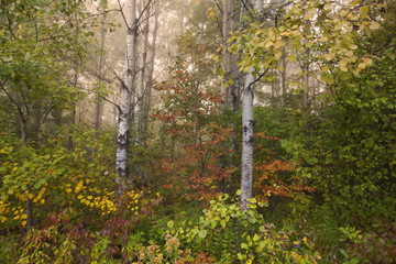 A foggy autumn morning in Springside Park in the Berkshire Mountains of Western Massachusetts.