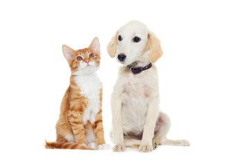 Fototapeta premium ginger kitten and beige puppy looking