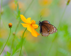 Butterfly (Common Mime) , Thailand