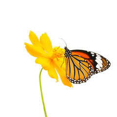 Fototapeta na wymiar Butterfly (Common Tiger) and flower isolated on white background