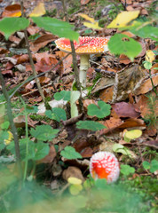 Giftiger Fliegenpilz im Wald