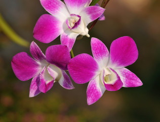 Naklejka na ściany i meble Beautiful purple orchid,Thailand