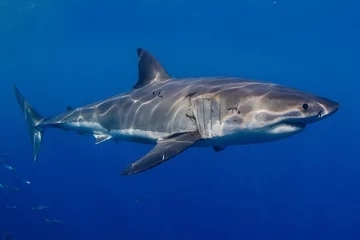 Fotobehang The great white shark © leodoc63