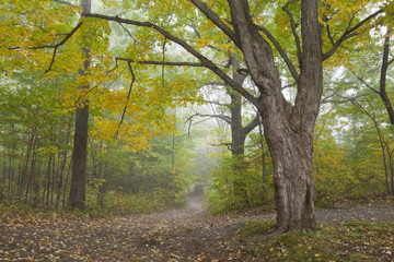Fototapeta premium A foggy autumn morning in Springside Park in the Berkshire Mountains of Western Massachusetts.
