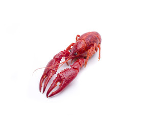 the crab