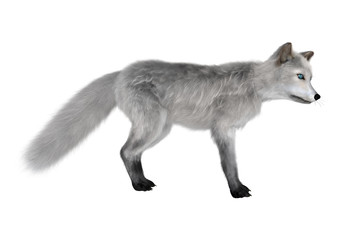 Arctic Fox