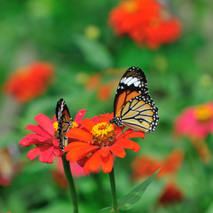 Butterfly (Common Tiger) and flower