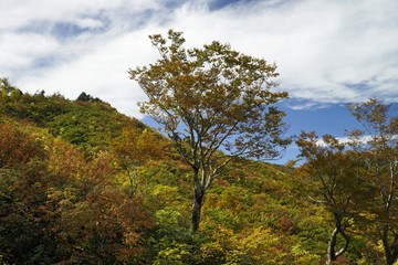 Fototapeta premium 紅葉の白山白川郷ホワイトロード