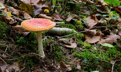 Giftiger Fliegenpilz im Wald