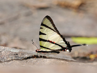 Fototapeta na wymiar Butterfly (Fourbar Swordtail) , Thailand