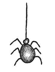 doodle halloween Black Spider