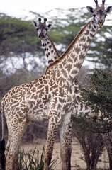 Giraffa (Giraffa camelopardalis)  del Selous Game Reserve in Tanzania
