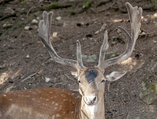 Axis deer male portrait