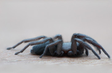 Schwarze Spinne