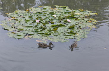 wild duck floating in the pond with water lily