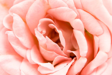 pink rose