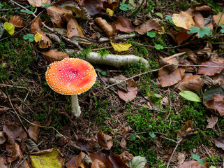 Giftiger Fliegenpilz im Wald