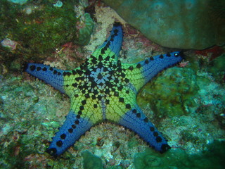 Fototapeta premium Seestern