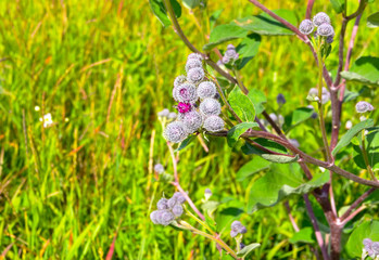 burdock against greens