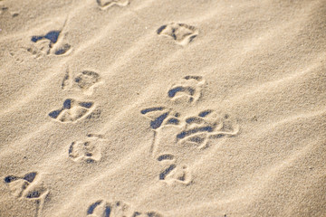 Möwenspuren im Strand