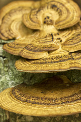 Fungus on a tree, macro photo ( selective focus)