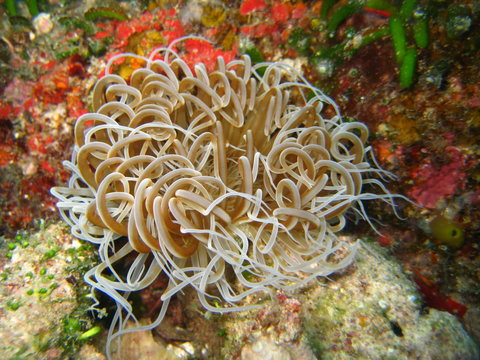 Anemone