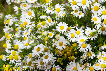 camomile flowers