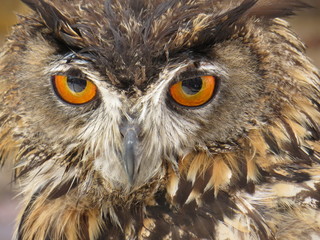 Great Horned Owl