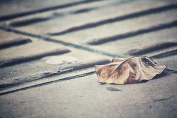 Dried leaves