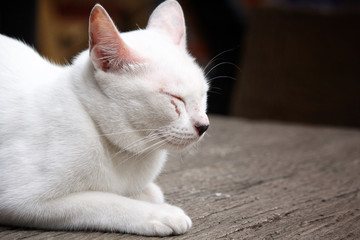 Cat looking