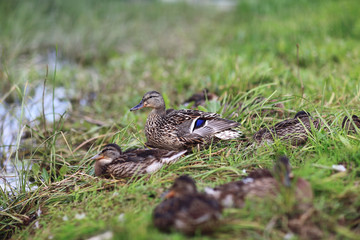 duck in city park