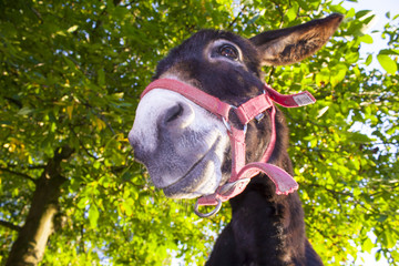 funny donkey with backlighting in the meadow
